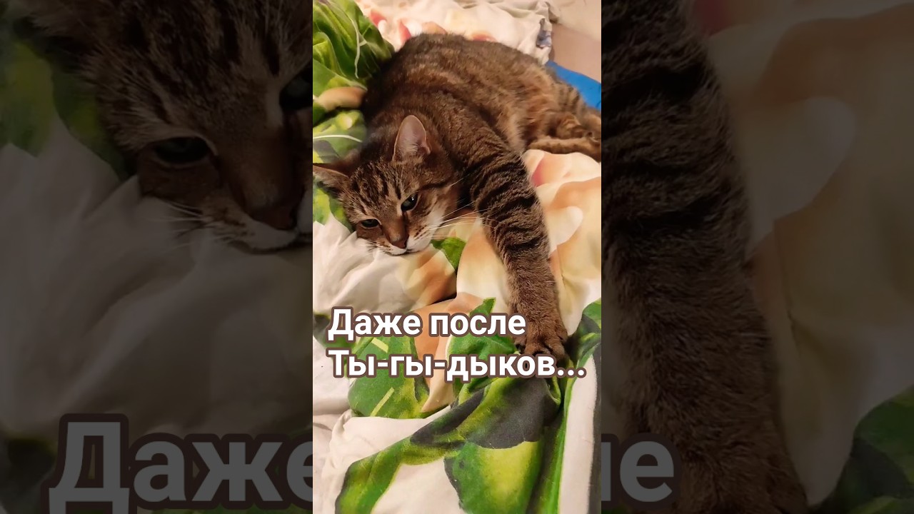 Лучший признак #cat #видосыоткота #кот #прикольныекоты #веселыекоты