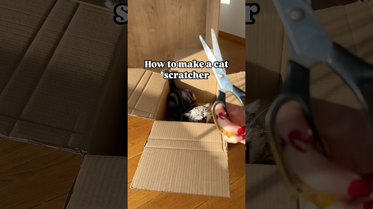 Make a super easy cat scratcher at home for your kitty🙀📦🐾 Follow for more. #cat #catlover #cats