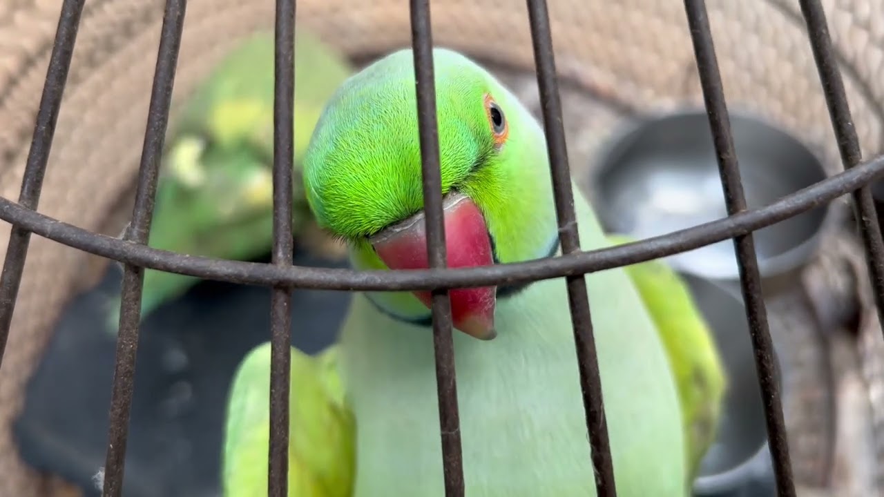  🦜💕✌️day 28./100 Parde video✌️ #teamfx #viralvideo #mitthu#parrot