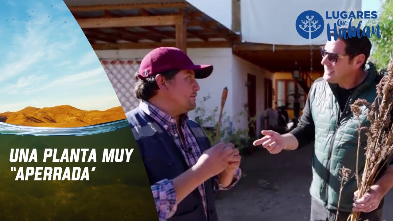 Pancho conoce al rey de la Quínoa | Lugares que Hablan | Canal 13