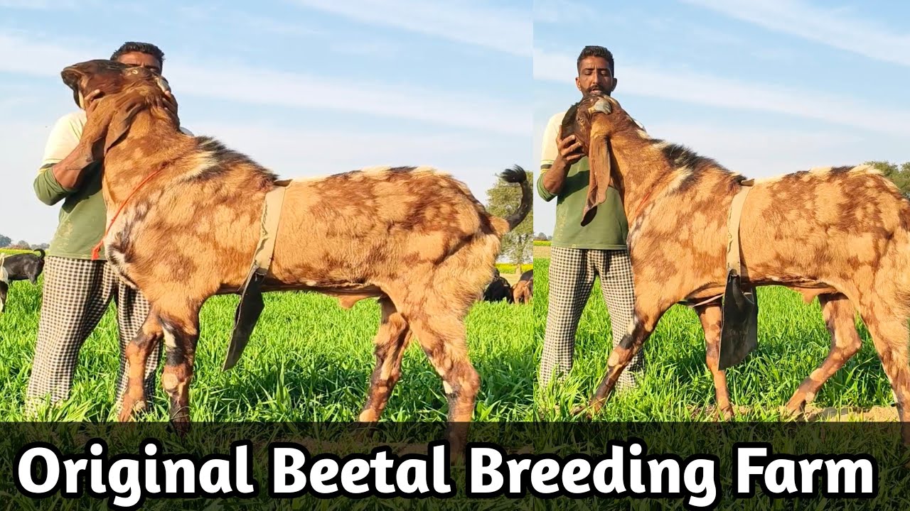 Top Quality beetal breeding farm in Rajasthan sri ganganagar