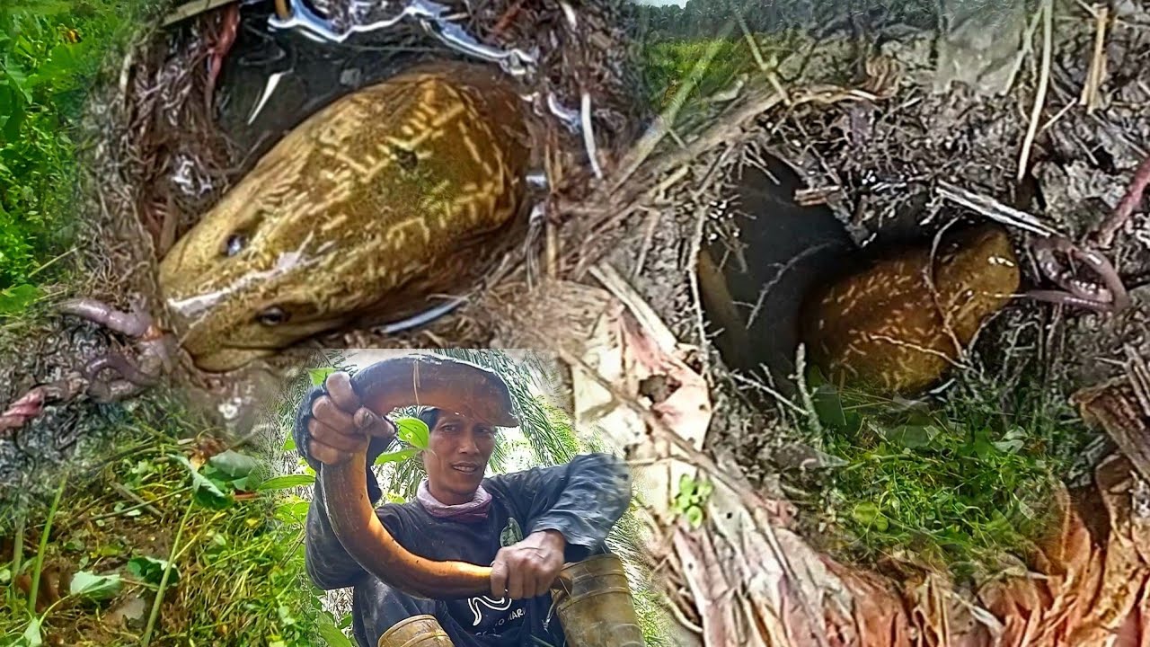BIKIN JANTUNGAN‼️ BELUT BESAR PALING GANAS YG PERNAH DI TEMUKAN PEMANCING