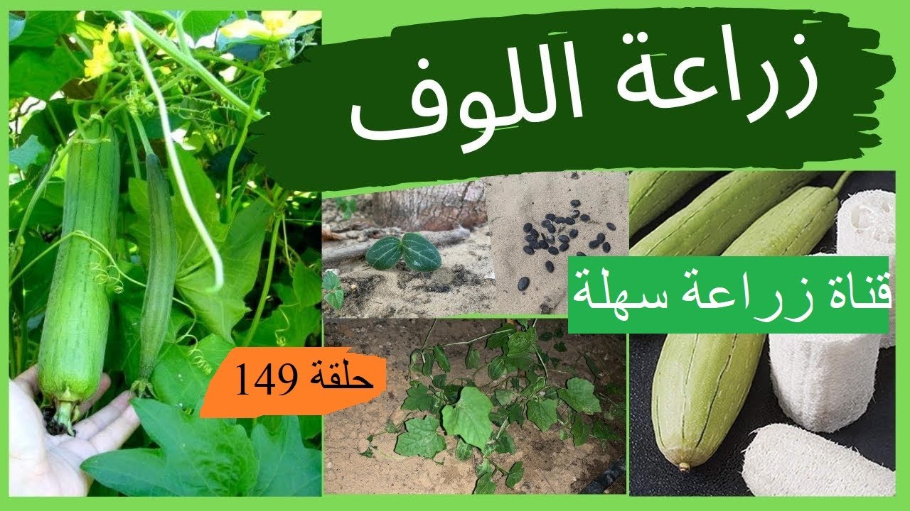 زراعة اللوف في المنزل بكل سهولة وبساطة luffa