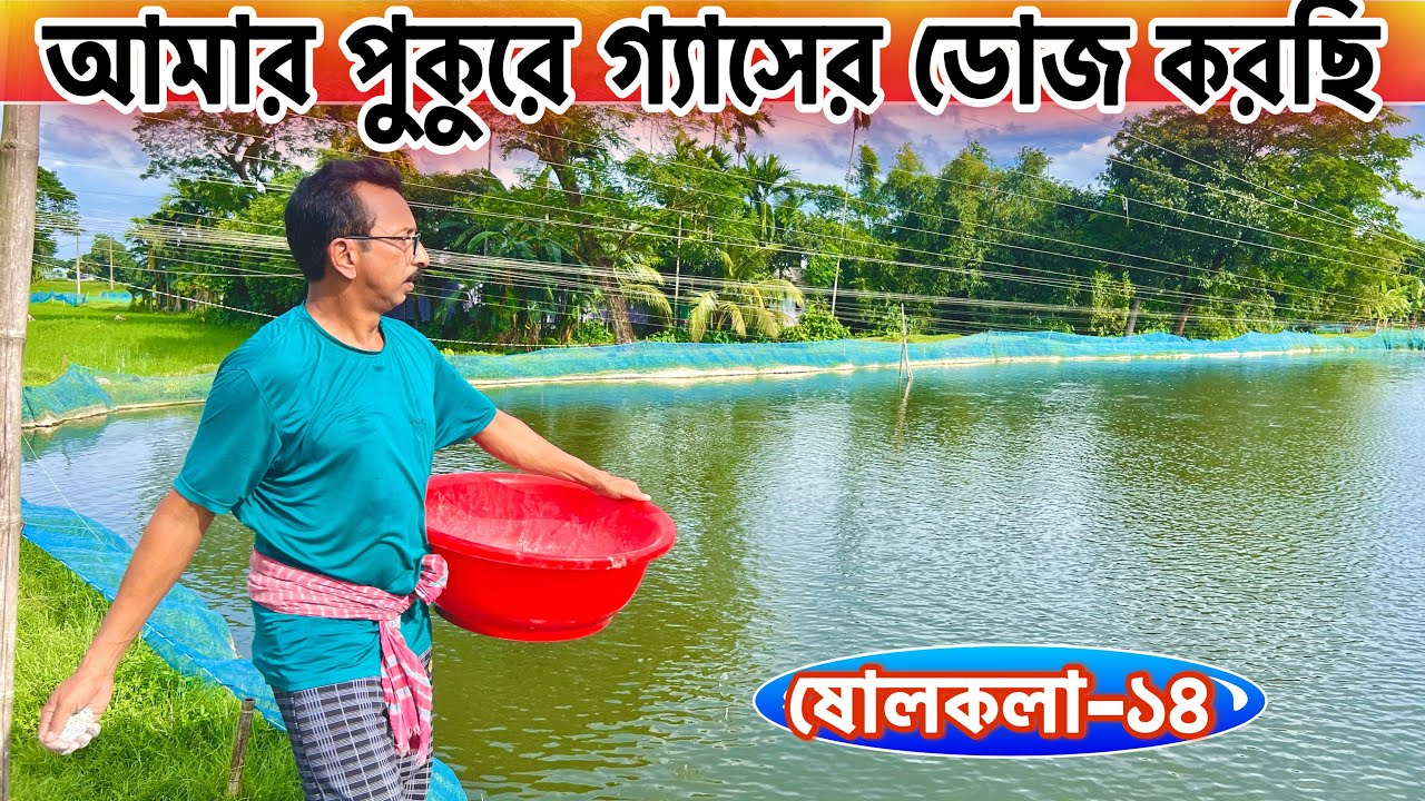 আমার পুকুরে গ্যাসের ডোজ করছি... ।  catfish bd