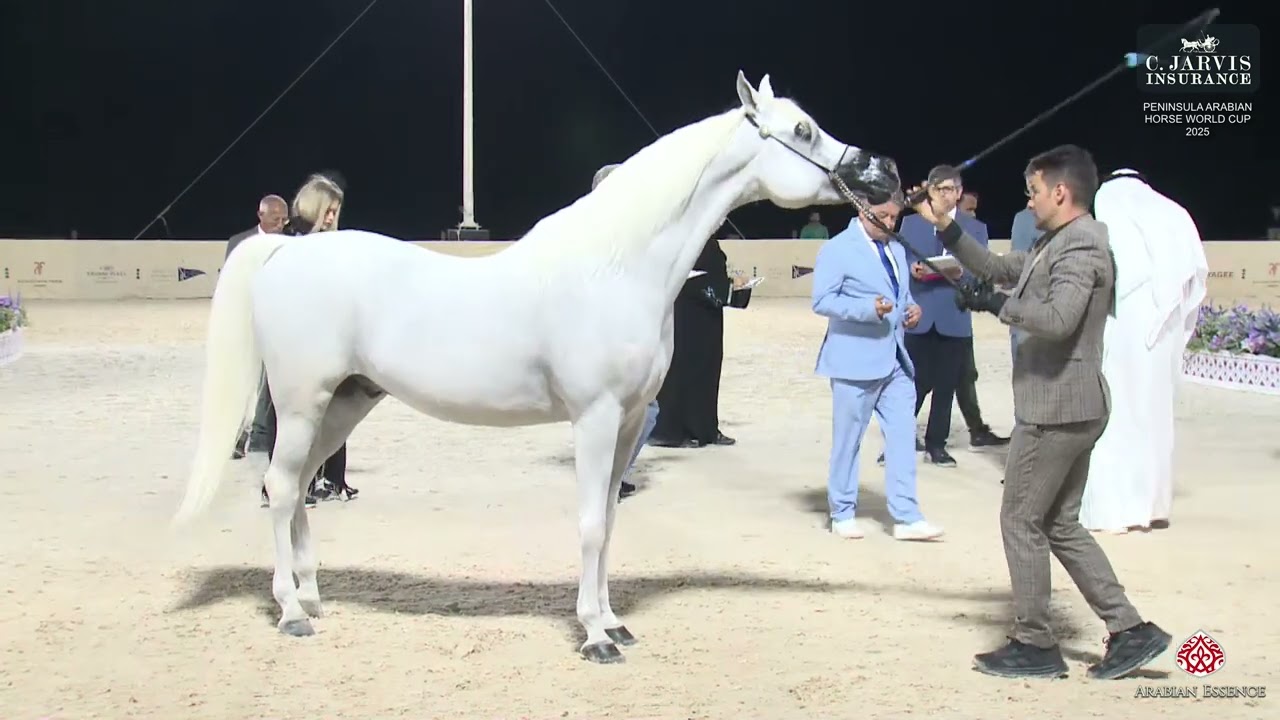 Peninsula Arabian Horse World Cup 2025   Class 10