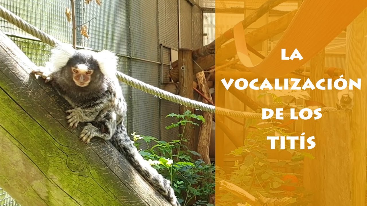La vocalización del mono tití - AAP