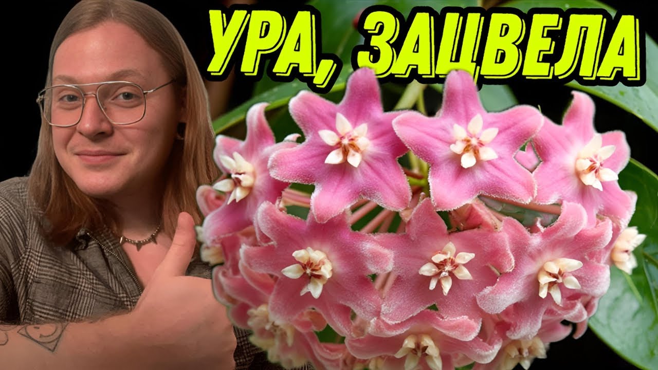 МОЯ ХОЙЯ СОИЗВОЛИЛА ЦВЕСТИ, МЕРСИ МАДАМ.