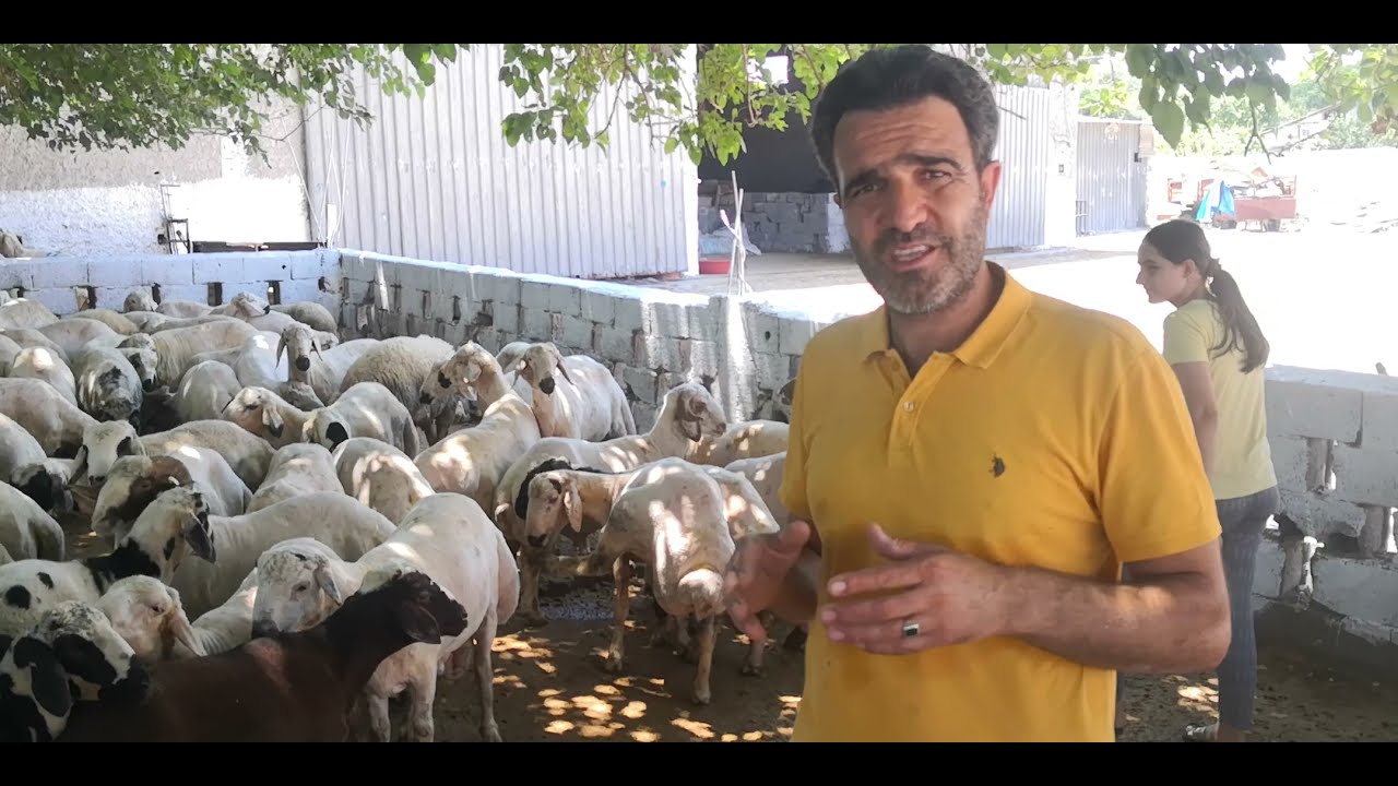 2021 YILI KURBANLIK FİYATLARI (2. BÖLÜM) #KÖYEGÖÇ #KÜÇÜKBAŞ #KURBANLIK #KOYUN #KEÇİ #KUZULUKOYUN