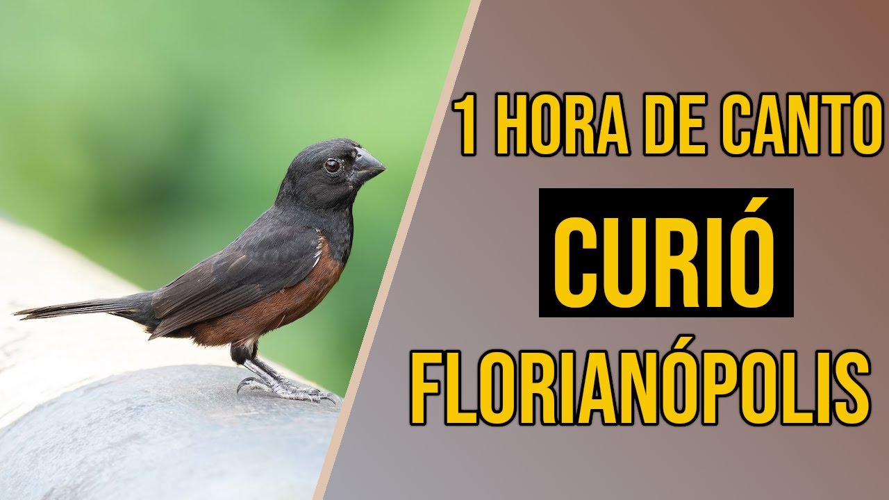 Canto do curi&oacute; florian&oacute;polis