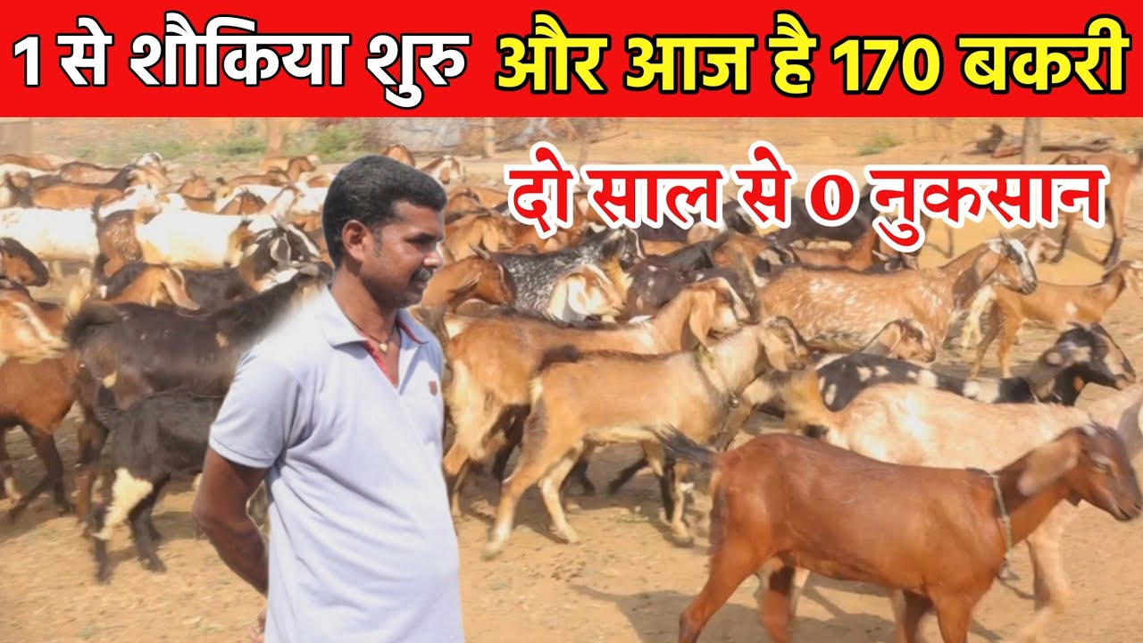 170 Bakri palan।170 बकरी पालन ,दो साल से 0 नुकसान ।।9755538172।। 170 Goat Farming