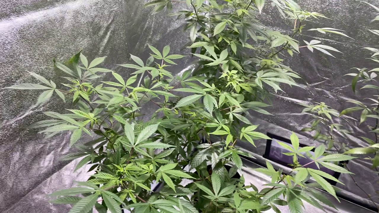 High_growers grow space update hashberry cookies!!!