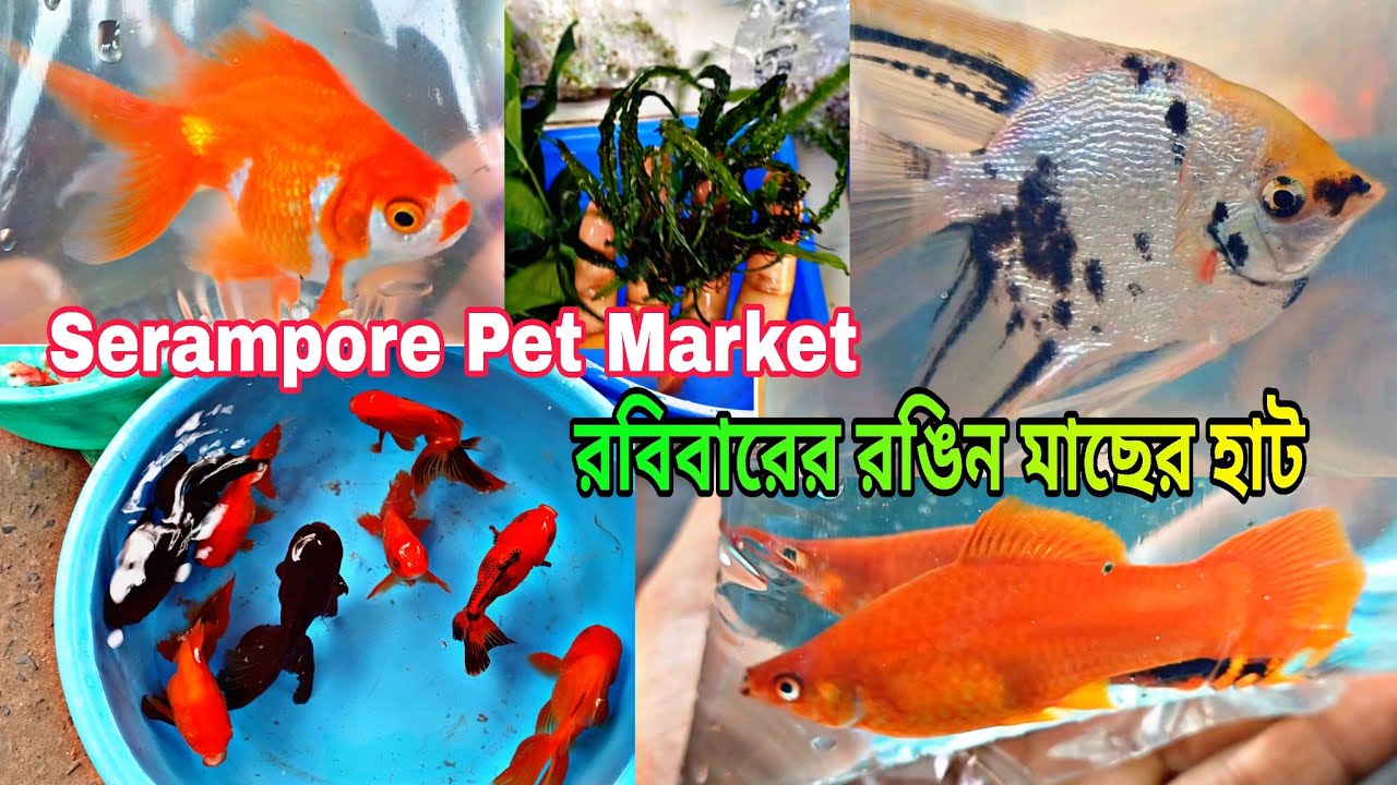 রবিবারের শ্রীরামপুরের হাট | Shrirampur Fish Market | Serampore Pet Market | Online Pet Food Stores