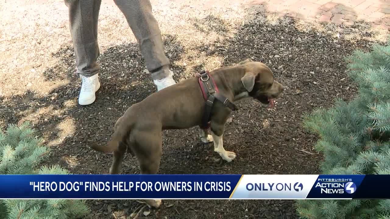 'This dog's a hero': Dog leads stranger to aid of two unresponsive people along Pittsburgh's Nort...
