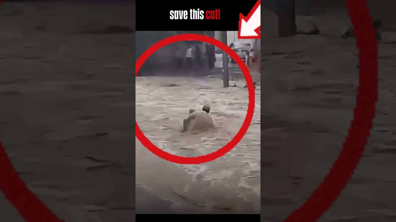 He helped a cat during the Nepal floods. 🥺🙏 #shorts