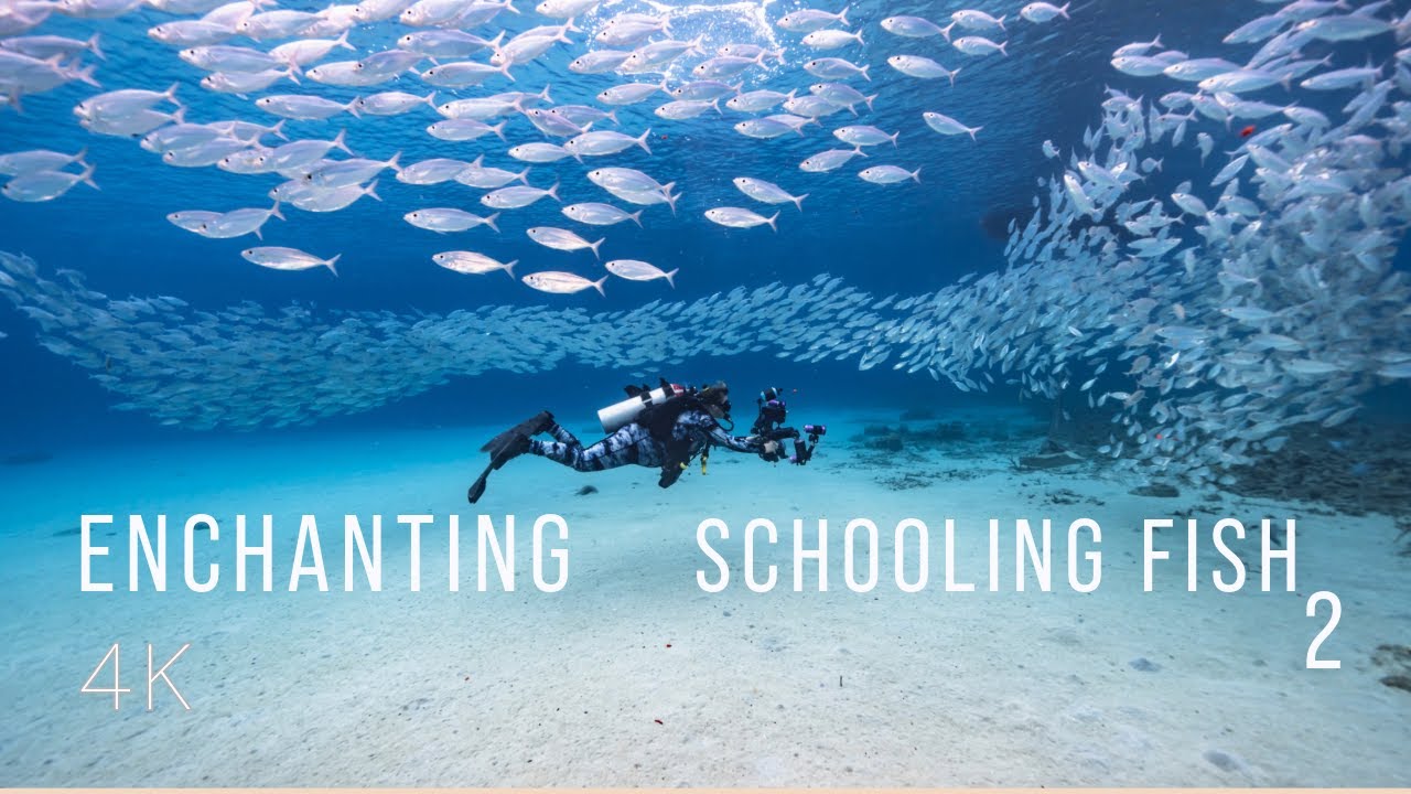 Enchanting Schooling Fish 2 | a 1-hour 4K Undersea Film