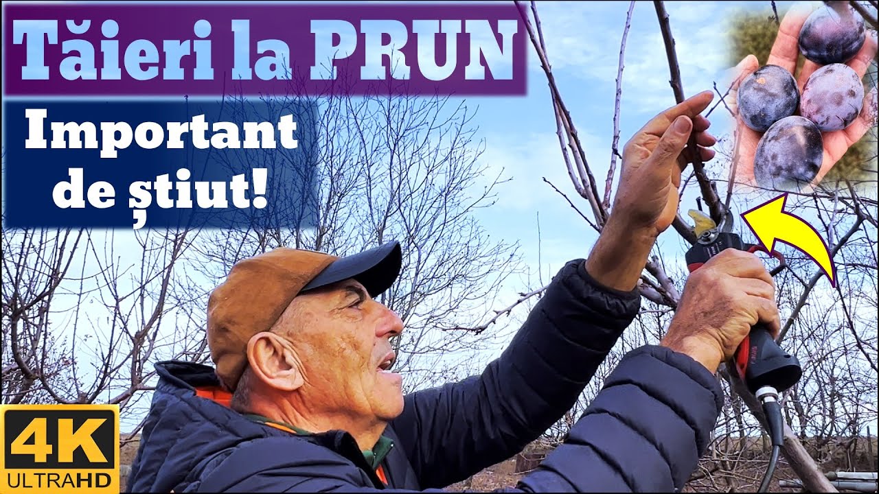 Taieri la prun pana la intrarea deplina pe rod