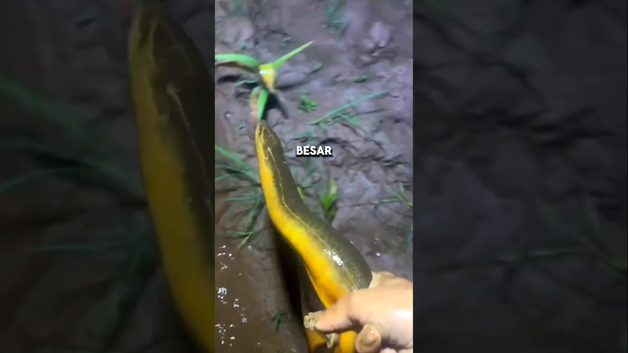 MENANGKAP BANYAK BELUT MONSTER DI KEBUN JAGUNG