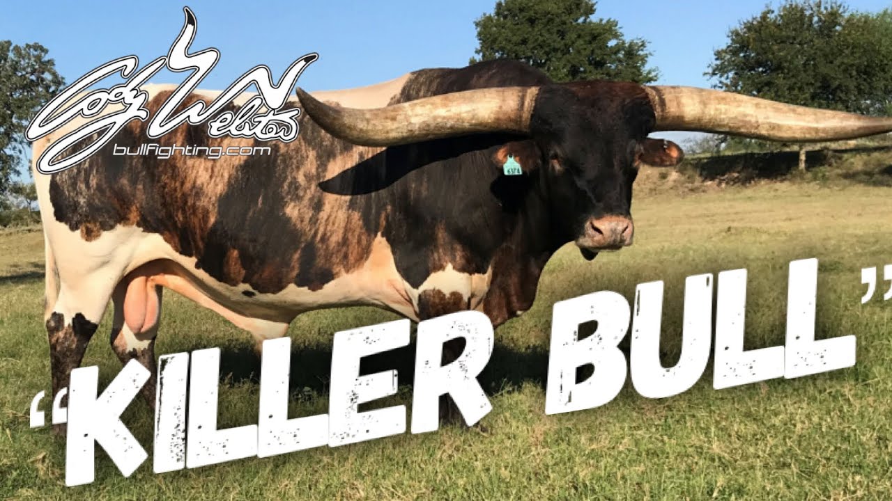 Neighbors  “KILLER”  Bull - Behind The Chutes #199 