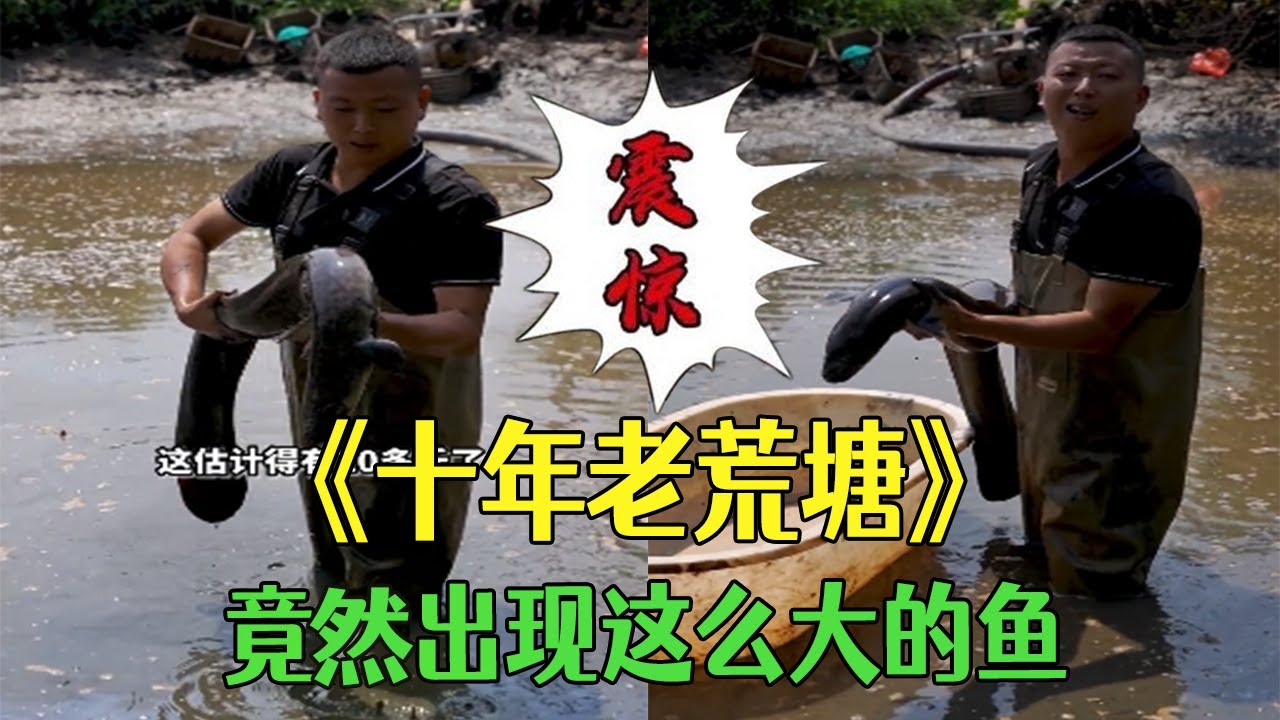 十幾年沒幹的老荒塘，裏面竟然出現這麽大的魚 #小飛哥#農村生活 #三農 #護外 #新農人計劃2026#包塘