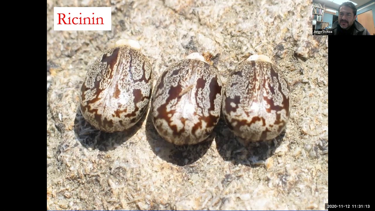 Euphorbiaceae