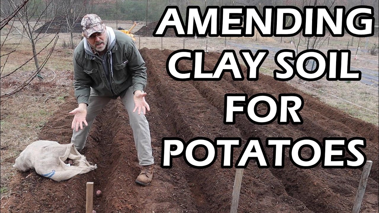 How to amend clay soil to plant potatoes