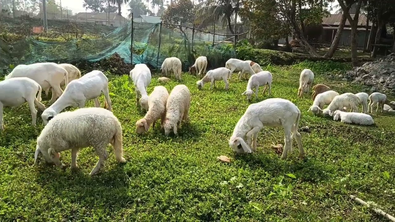 আসসালামু আলাইকুম গাড়ল ভেড়াকে  গোসল করিয়ে দেওয়ার উপকারিতা 