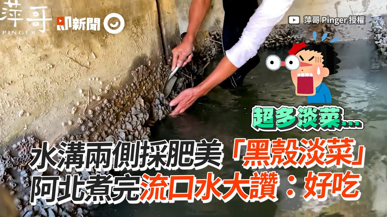 水溝兩側採肥美「黑殼淡菜」　烹調料理後超美味｜黑殼貽貝｜殼菜｜野味
