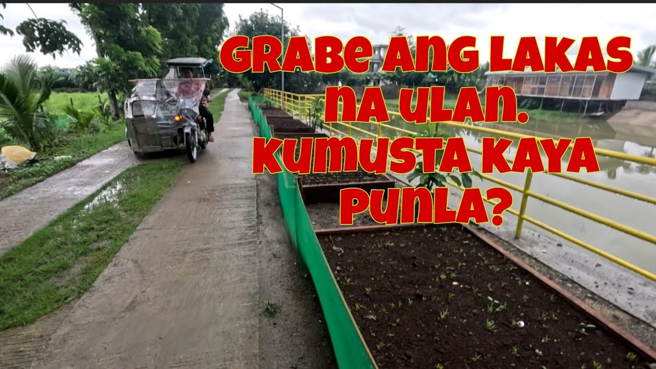 Sana tumigil na ang ulan | Ang kapal na ng mga tumubong pechay at mustasa