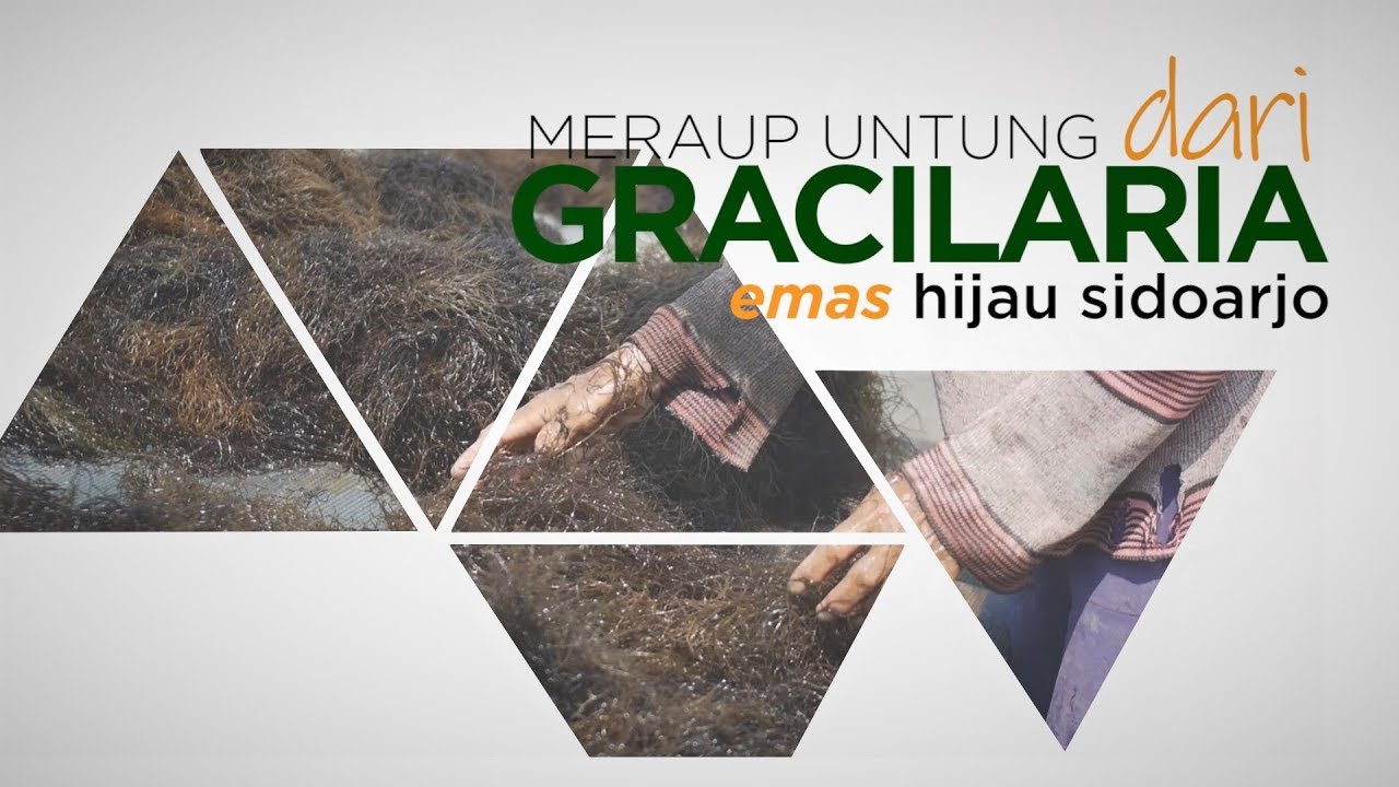 [PELUANG USAHA] MERAUP UNTUNG DARI BUDIDAYA  RUMPUT LAUT GRACILARIA