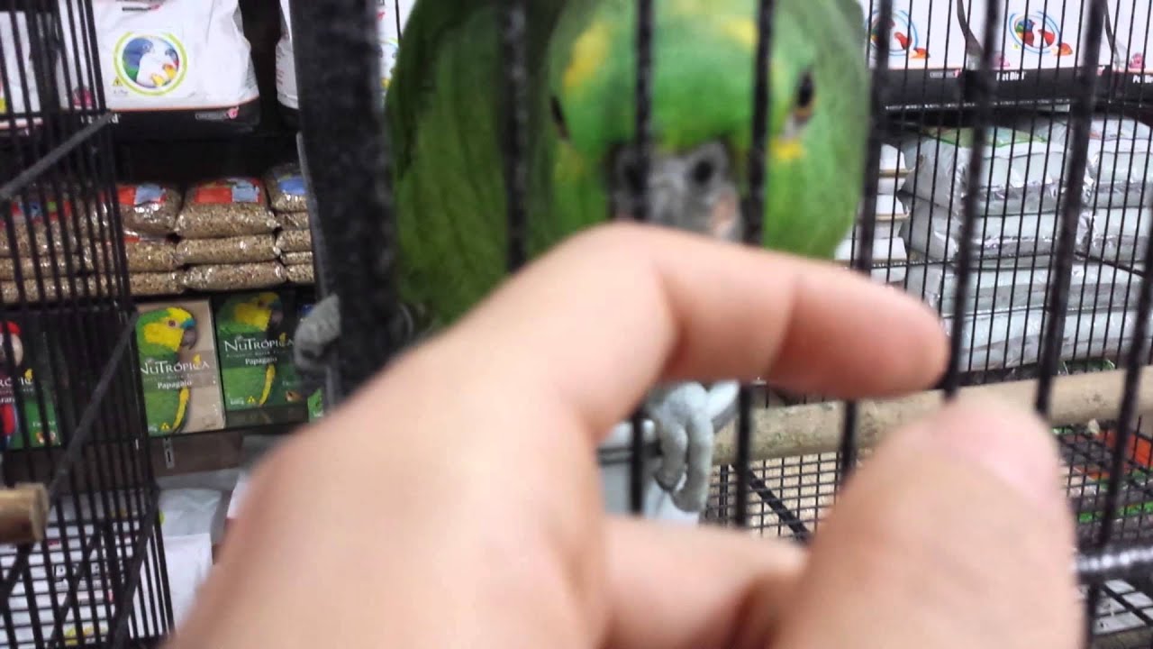 Galpão Animal - São Paulo