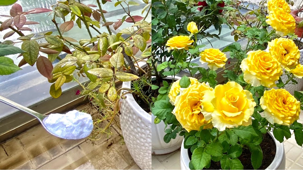 Ложка пищевой соды помогает розам бороться с грибком и вредителями