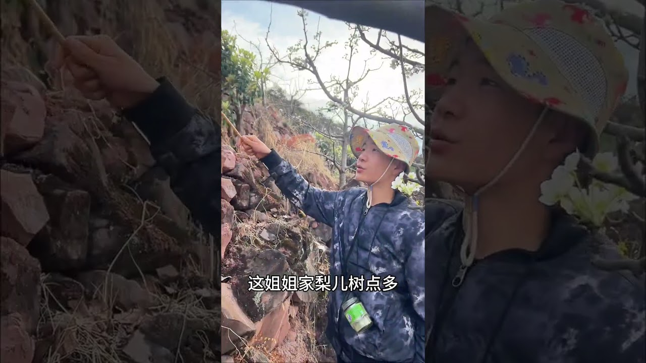 Hanyuan's Pear Blossoms: A Springtime Spectacle in Full Bloom