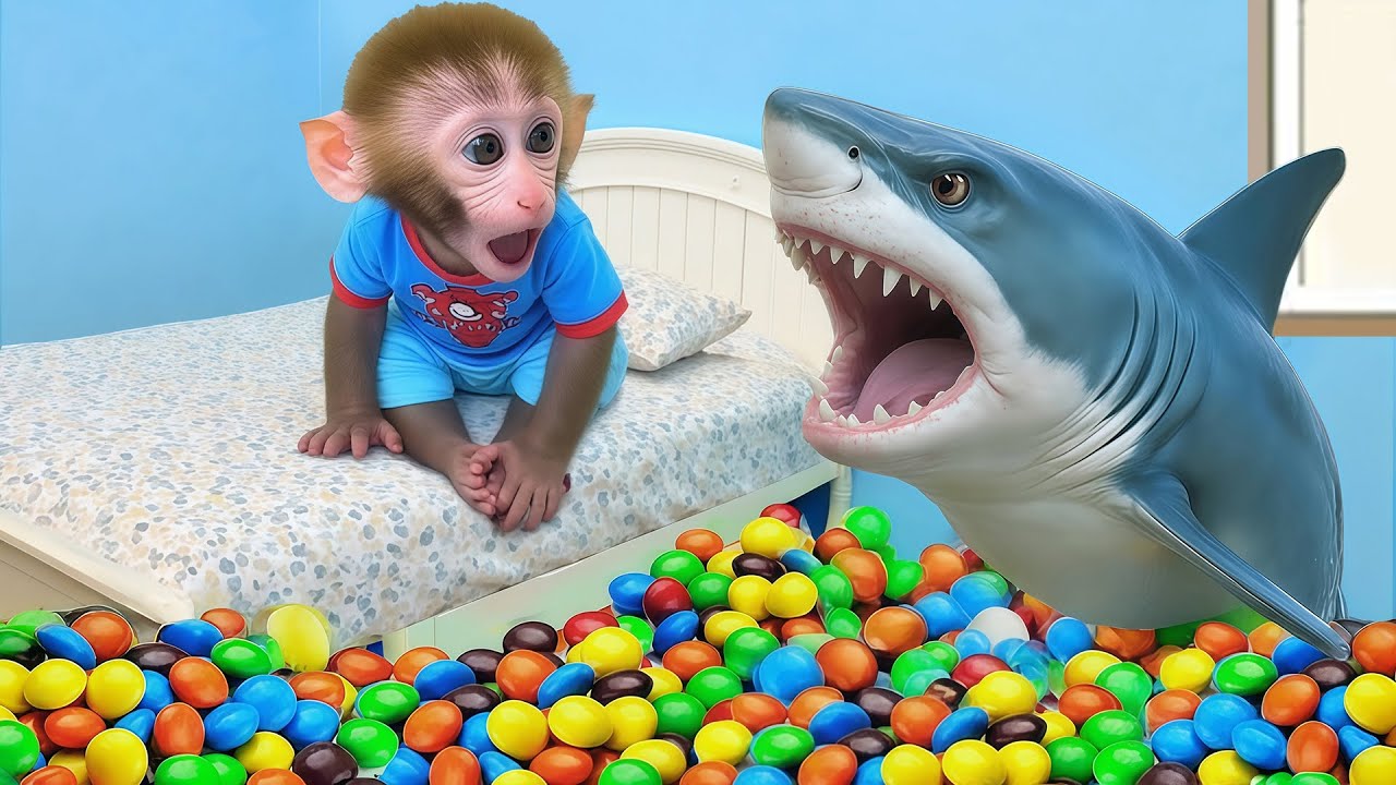 Monyet BonBon pergi memancing hiu dan bermain dengan permen M&M warna-warni di lantai