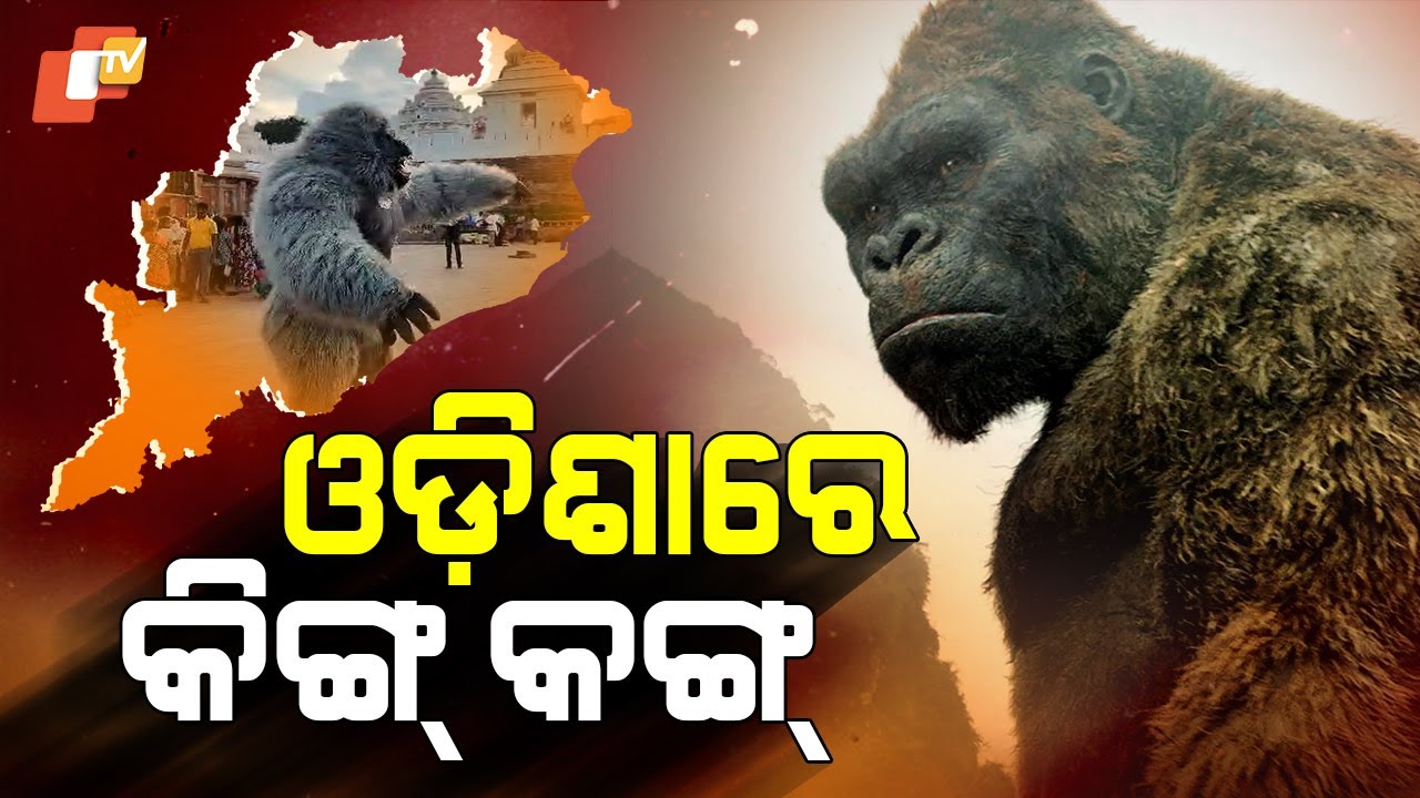 Special Story:King Kong Spotted Outside Shree Jagannath Temple, Puri  Takes Selfies With Devotees