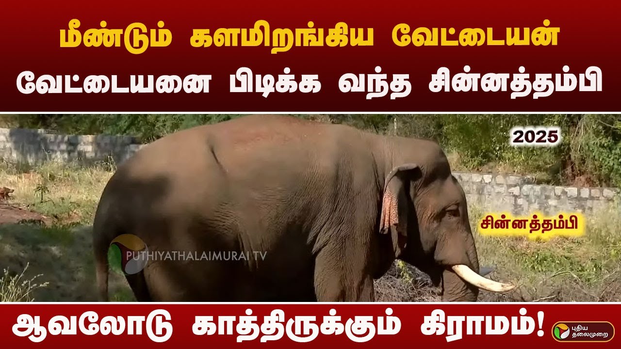 வேட்டையனை வேட்டையாட களமிறங்கிய சின்னத்தம்பி ; ஆவலோடு காத்திருக்கும் கிராமம்! | kovai