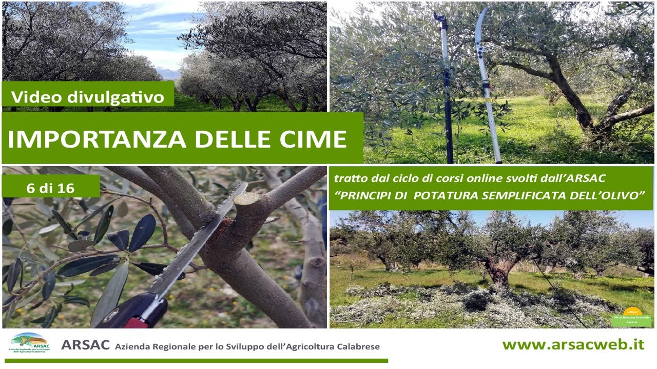 6. Importanza delle cime - principi di potatura semplificata dell'olivo