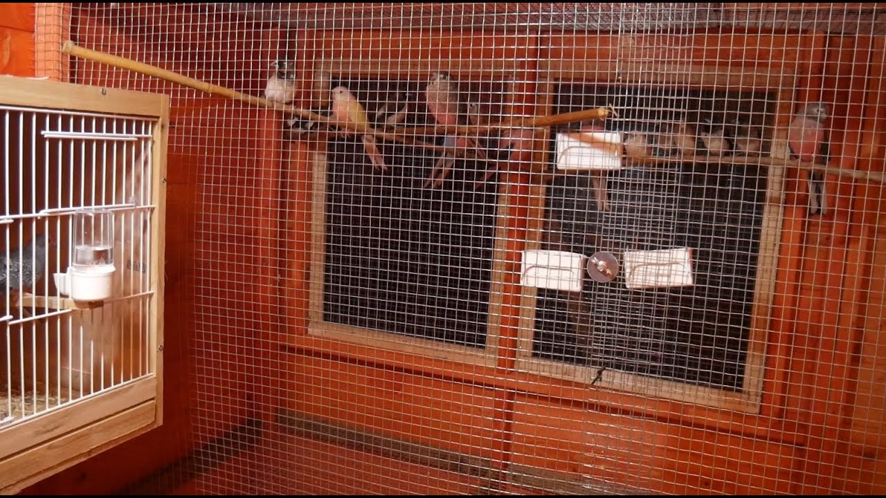 New Aviary Shelter Tour - Releasing the Birds - Bourkes Parakeets, Zebra and Bengalese Finch
