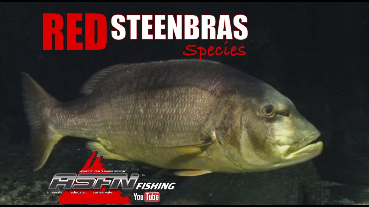 Species | Red Steenbras