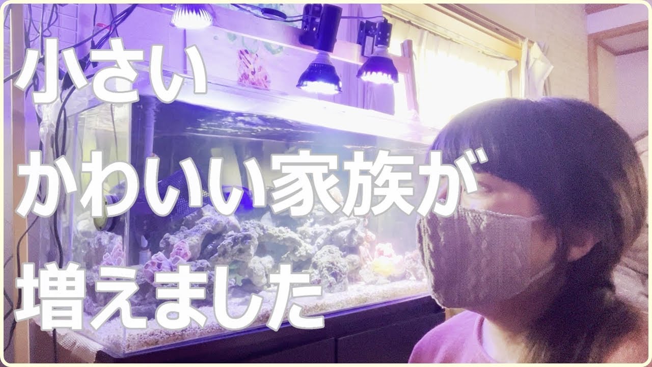 【海水水槽】可愛い家族が増えましたのでご紹介します♬【90cmダブルサイフォン式】