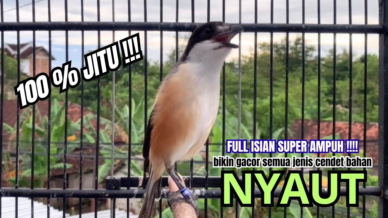 cendet gacor BONGKAR ISIAN PALING HANDAL PANCINGAN CENDET AGAR BUNYI bikin BURUNG PENTET GACOR AKTIF