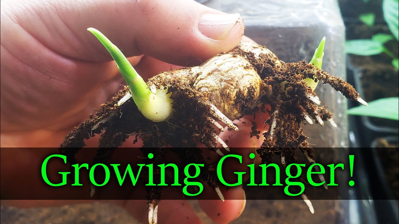 How To Grow Ginger - The Definitive Guide