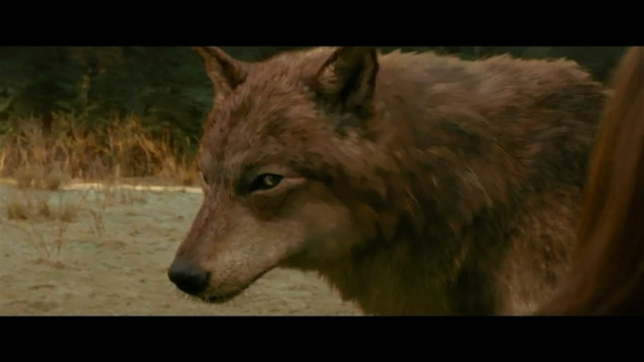 Welcome to Forks - A New Moon playlist (Twilight)