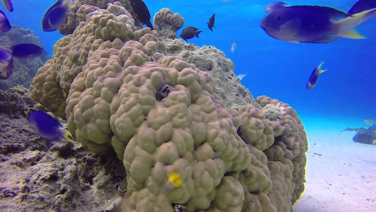 ボラボラ島ダイビング