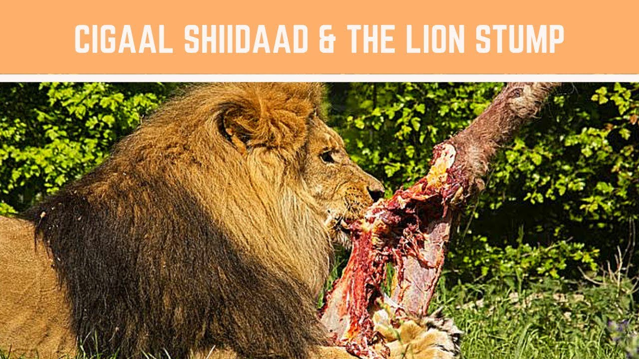 Cigaal Shiidaad and the Lion Stump Full Video English version Somali Stories Ep 04