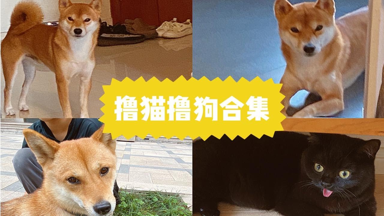 【Lisa】撸猫撸狗合集 | 到处撸柴犬是怎样一种体验 |惊现狗勾打架 | 柯基 | 柴犬 | 猫 | 狗咖