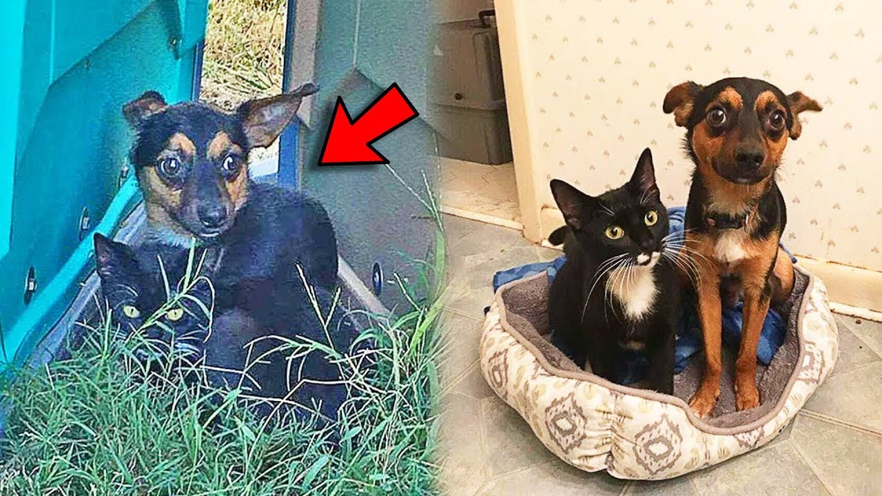 Бродячая собака защищала котёнка, пока их вместе не спасли