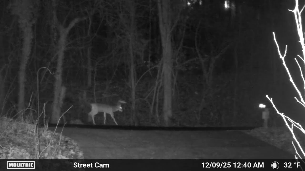 Smoky Mountains, Cades Cove area camera footage of local wildlife. December 2025