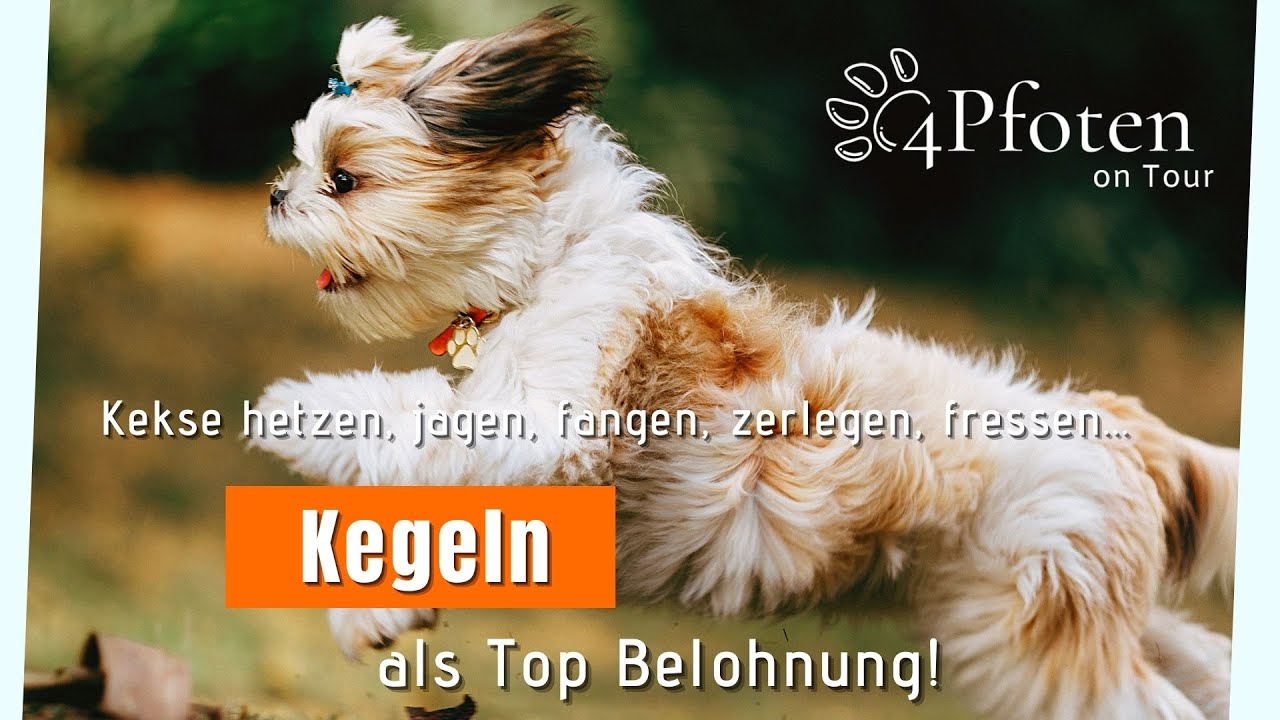 Kegeln - Top Belohnung f&uuml;r Deinen Hund