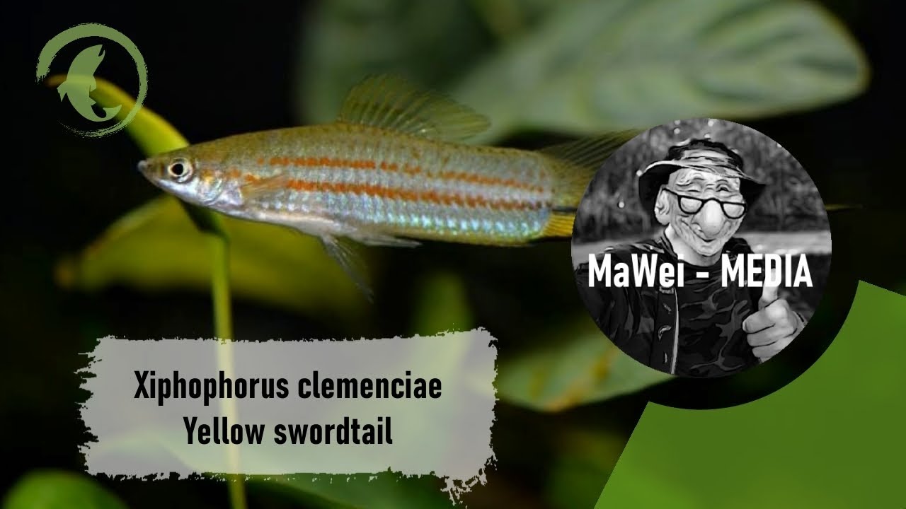 Xiphophorus clemenciae - Yellow swordtail