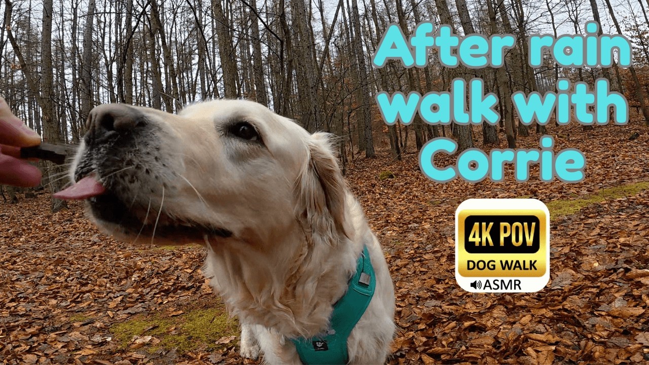 Our Last Winter Walk 🌧️ Singing Birds & Rainy Forest with Golden Retriever Corrie | 4K POV ASMR